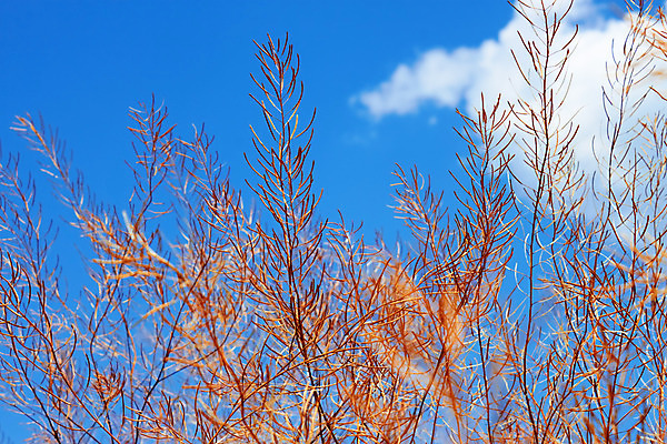 포토 JPG 해외이미지 식물 구름 계절 백그라운드 잎 꽃무늬 가족 자연 하늘 바람 건조 따뜻함 매달리기 씨앗 사람없음 야외 여름 파란색 햇빛 갈색 노란색 환경 맑음 젖음 성장 허브 질감 꼬투리 숙성 해외202004 해외포토 자연요소 꽃 컬러 무늬 관계 모션 날씨 태양 생태계 파일형식 이미지허브