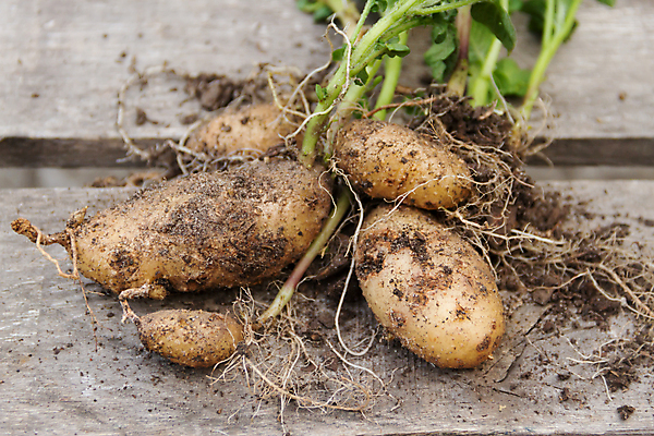 포토 JPG 해외이미지 주간 웰빙 줄기 채소 감자 사람없음 야외 정원 흙 신선 유기농 뿌리 나무배경 해외202004 해외포토 자연요소 식물 백그라운드 파일형식 이미지허브