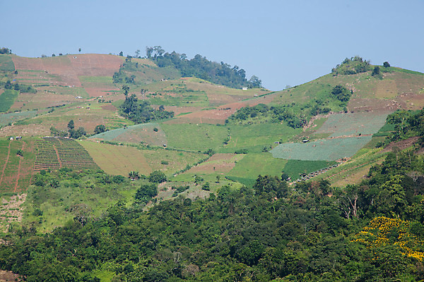 포토 JPG 해외이미지 나무 지구 백그라운드 밭 농업 자연 하늘 산 풍경 사람없음 목재 환경 보호 상품 숲 자르기 언덕 통나무 자원 잡동사니 내추럴 생태학 수목 전국 해외202004 해외포토 식물 교육 산업 컨셉 재료 모션 생태계 파일형식 이미지허브
