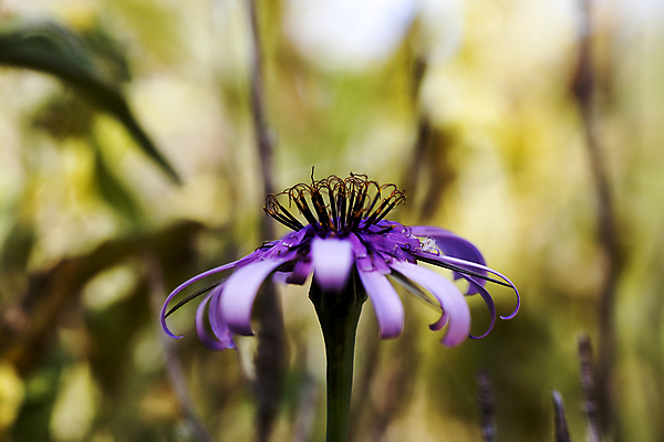 포토 JPG 해외이미지 식물 디자인 계절 꽃 분홍색 백그라운드 꽃무늬 밭 자연 아침 추상 풍경 사람없음 야외 빨간색 초록색 여름 파란색 빛 컬러풀 태양 환경 정원 맑음 놀람 봄 수확 벚꽃 가을 흰색 신선 개화 부드러움 내추럴 해외202004 해외포토 주간 자연요소 감정 컬러 무늬 농업 날씨 표정 감각 생태계 파일형식 이미지허브