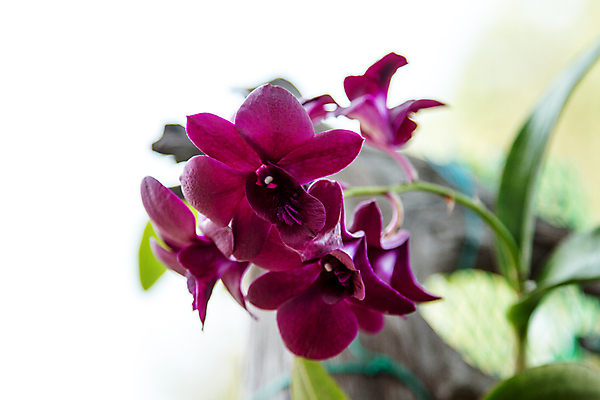 포토 JPG 해외이미지 식물 디자인 꽃잎 꽃 줄기 분홍색 꽃다발 백그라운드 잎 꽃무늬 자연 사람없음 장식 초록색 노란색 정원 보라색 검은색 봄 벚꽃 흰색 나뭇가지 신선 난초 우아함 제비꽃 싱글 호접란 내추럴 고립 해외202004 해외포토 나무 계절 컬러 컨셉 무늬 생태계 파일형식 이미지허브