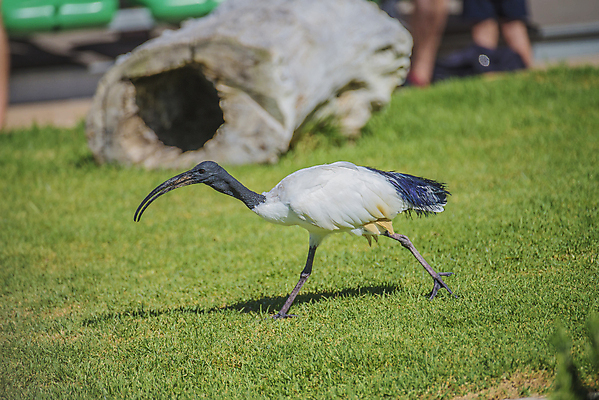 포토 JPG 해외이미지 동물 야생동물 날개 아프리카 자연 조류 사람없음 야외 물 걷기 검은색 회색 흰색 황무지 깃털 부리 신성 남쪽 집게발 해외202004 해외포토 자연요소 나라 컬러 모션 방향 생태계 파일형식 이미지허브