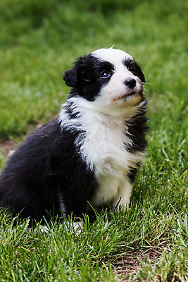 포토 JPG 해외이미지 동물 응시 남자 행복 백그라운드 포유류 친절 생물 사람없음 초록색 물 반려동물 갈색 검은색 흰색 표현 사발 양치기 개 강아지 송곳니 기르기 유래 해외202004 해외포토 자연요소 직업 시선 감정 컬러 사람 사기그릇 치아 돌봄 파일형식 이미지허브