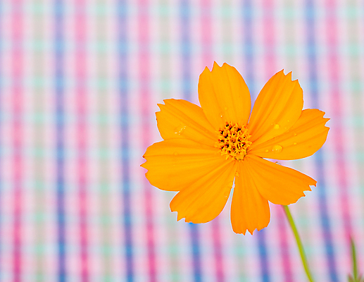 포토 JPG 해외이미지 식물 꽃잎 꽃 백그라운드 꽃무늬 자연 사람없음 장식 초록색 여름 컬러풀 노란색 맑음 봄 흰색 신선 개화 코스모스 꽃가루 해외202004 해외포토 계절 컬러 무늬 날씨 가루 생태계 파일형식 이미지허브