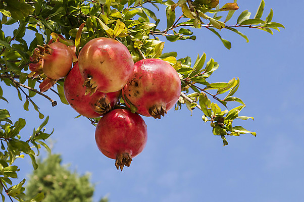 포토 JPG 해외이미지 나무 식물 전통 계절 종교 문화 음식 백그라운드 잎 농업 과일 자연 하늘 건강 사람없음 야외 빨간색 초록색 여름 컬러풀 태양 노란색 정원 주스 수확 가을 나뭇가지 신선 먹기 묘사 날것 석류 숙성 해외202004 해외포토 자연요소 산업 음료 컬러 모션 생태계 파일형식 이미지허브