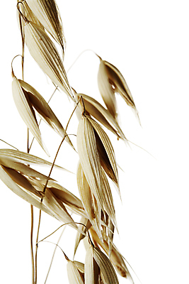 포토 JPG 해외이미지 식물 음식 씨앗 사람없음 시리얼 묘사 귀리 해외202004 해외포토 곡류 파일형식 이미지허브