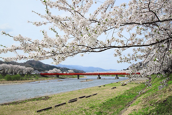포토 JPG 해외이미지 나무 계절 꽃 아시아 분홍색 과학 잎 꽃무늬 자연 사람없음 야외 일본 맑음 봄 벚꽃 체리 유기농 내추럴 해외202004 해외포토 식물 웰빙 나라 컬러 무늬 과일 날씨 생태계 파일형식 이미지허브