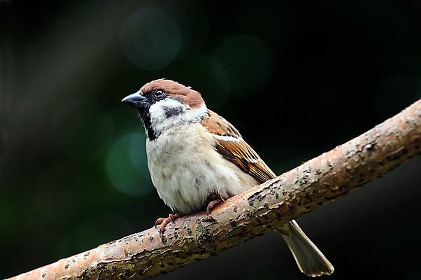 포토 JPG 해외이미지 나무 동물 계절 얼굴 야생동물 백그라운드 밭 신체 날개 자연 조류 앉기 사람없음 야외 초록색 갈색 머리 환경 정원 검은색 봄 회색 흰색 입 닫기 작음 깃털 묘사 싱글 에코 부리 참새 멸종 무료 해외202004 해외포토 식물 컬러 농업 모션 신체부위 크기 생태계 파일형식 이미지허브