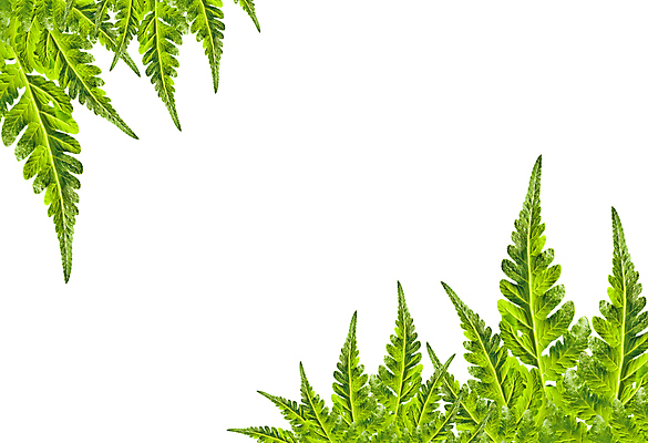 포토 JPG 해외이미지 식물 백그라운드 잎 자연 프레임 사람없음 초록색 우주 흰색 자르기 고립 양치류 카피스페이스 해외202004 해외포토 컬러 모션 공백 생태계 파일형식 이미지허브