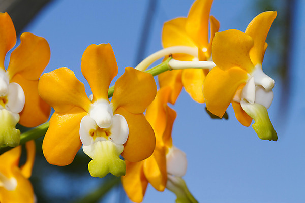 포토 JPG 해외이미지 식물 기념일 꽃잎 꽃 선 꽃다발 농업 검은배경 추상 사랑 사람없음 장식 초록색 빛 정원 보라색 성장 벚꽃 가을 나뭇가지 화려 난초 우아함 묘사 유기농 원예 생물학 조경 대각선 내추럴 광합성 해외202004 해외포토 나무 웰빙 계절 교육 감정 산업 컬러 백그라운드 컨셉 무늬 이벤트 취미 검은색 파일형식 이미지허브