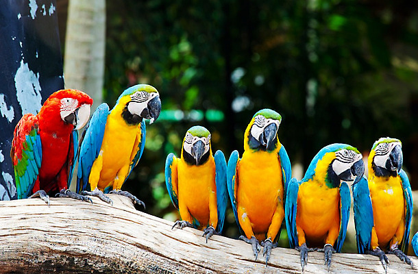 포토 JPG 해외이미지 동물 야생동물 날개 자연 조류 열대 동물원 대화 사람없음 빨간색 초록색 파란색 반려동물 컬러풀 노란색 활발 6 깃털 부리 앵무새 새장 솜털 내추럴 강렬 동물상 이국적 해외202004 해외포토 컬러 컨셉 말하기 조형물 숫자 생태계 케이지 파일형식 이미지허브