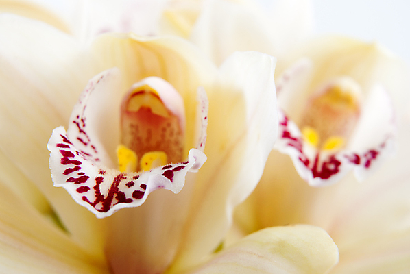 포토 JPG 해외이미지 꽃잎 실내 근접촬영 사람없음 꽃술_꽃 호접란 해외202004 해외포토 꽃 뷰포인트 내부 파일형식 이미지허브