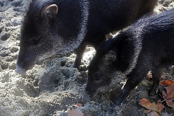 포토 JPG 해외이미지 동물 야생동물 포유류 자연 사람없음 야외 갈색 회색 사막 돼지 입 육식동물 주둥이 멧돼지 해외202004 해외포토 컬러 신체부위 생태계 파일형식 이미지허브