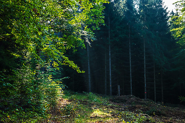 포토 JPG 해외이미지 나무 공원 실루엣 유럽 여행 백그라운드 자국 자연 하늘 풍경 사람없음 야외 목재 여름 숲 손목시계 시력 사냥 내추럴 옛날 해외202004 해외포토 식물 계절 공공시설 나라 시계 재료 장신구 촬영기법 생태계 파일형식 이미지허브