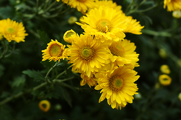 포토 JPG 해외이미지 국화 사람없음 침묵 해외202004 해외포토 꽃 소리 파일형식 이미지허브