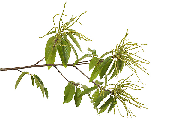 포토 JPG 해외이미지 나무 식물 꽃 잎 사람없음 벚꽃 나뭇가지 개화 흰배경 해외202004 해외포토 백그라운드 흰색 파일형식 이미지허브