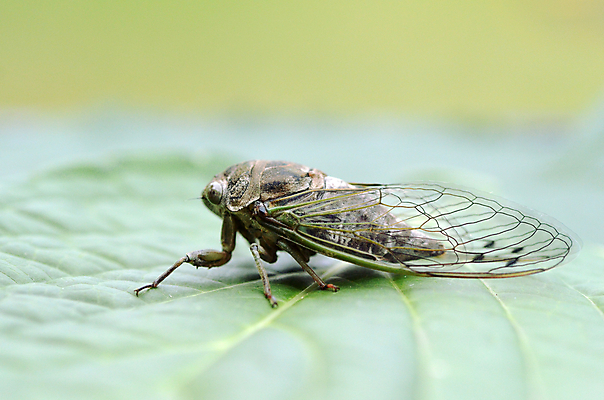 포토 JPG 해외이미지 곤충 날개 사람없음 초록색 갈색 머리 벌레 묘사 기어가기 해외202004 해외포토 동물 컬러 모션 신체부위 파일형식 이미지허브