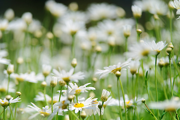 포토 JPG 해외이미지 식물 디자인 계절 공원 꽃잎 꽃 줄기 백그라운드 꽃무늬 밭 자연 건강 사람없음 야외 초록색 파란색 햇빛 태양 약 노란색 정원 맑음 봄 벚꽃 흰색 시골 그룹 허브 묘사 에코 데이지 내추럴 모종 처음 캐모마일 해외202004 해외포토 자연요소 공공시설 컬러 무늬 농업 의학 날씨 환경 생태계 파일형식 이미지허브