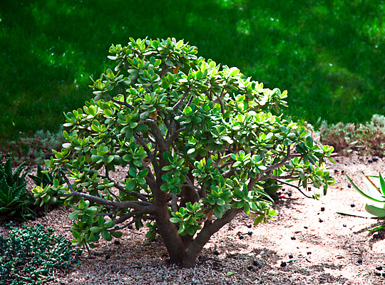 포토 JPG 해외이미지 나무 식물 꽃 종이 화초 백그라운드 잎 돈 자연 성공 주택 실내 사람없음 내부 장식 세로 초록색 금융 갈색 달러 정원 동전 젖음 에너지 성장 흰색 행운 재산 떨어짐 냄비 작음 자르기 심볼 오브젝트 먼지 상록수 심기 해외202004 해외포토 컬러 컨셉 모션 건물 경제 솥 크기 생태계 파일형식 이미지허브
