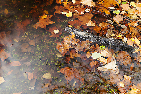 포토 JPG 해외이미지 나무 식물 계절 공원 백그라운드 잎 패턴 오렌지 자연 벽지 추상 프레임 기술 사람없음 야외 장식 가로 빨간색 햇빛 갈색 노란색 보라색 침묵 활발 가을 나뭇가지 그룹 변화 황금 숲 11월 심볼 질감 장면 흙더미 10월 해외202004 해외포토 공공시설 컬러 컨셉 무늬 과일 태양 소리 흙 날짜 생태계 파일형식 더미 이미지허브