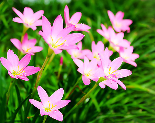 포토 JPG 해외이미지 식물 디자인 계절 공원 꽃 분홍색 꽃다발 백그라운드 컨셉 잎 꽃무늬 밭 자연 벽지 사람없음 야외 초록색 빛 컬러풀 태양 우주 정원 보라색 봄 벚꽃 흰색 신선 신용카드 닫기 다발 데이지 보케 장면 내추럴 스타일 해외202004 해외포토 자연요소 공공시설 컬러 무늬 농업 모션 금융 생태계 파일형식 이미지허브