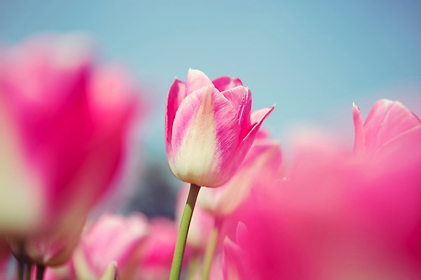 포토 JPG 주간 분홍색 꽃밭 자연 사람없음 야외 튤립 태안 튤립축제 국내포토 자연요소 꽃 컬러 축제 충청남도 생태계 꽃축제 파일형식