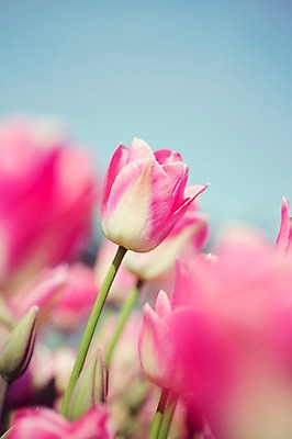 포토 JPG 주간 꽃밭 자연 사람없음 야외 튤립 태안 튤립축제 국내포토 자연요소 꽃 축제 충청남도 생태계 꽃축제 파일형식