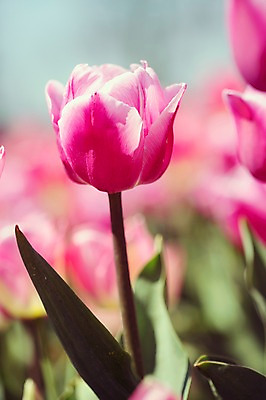 포토 JPG 주간 분홍색 꽃밭 자연 사람없음 야외 아웃포커스 튤립 태안 튤립축제 국내포토 자연요소 꽃 컬러 촬영기법 축제 충청남도 생태계 꽃축제 파일형식