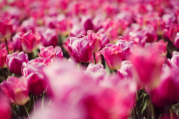 포토 JPG 주간 분홍색 꽃밭 자연 사람없음 야외 튤립 태안 튤립축제 국내포토 자연요소 꽃 컬러 축제 충청남도 생태계 꽃축제 파일형식