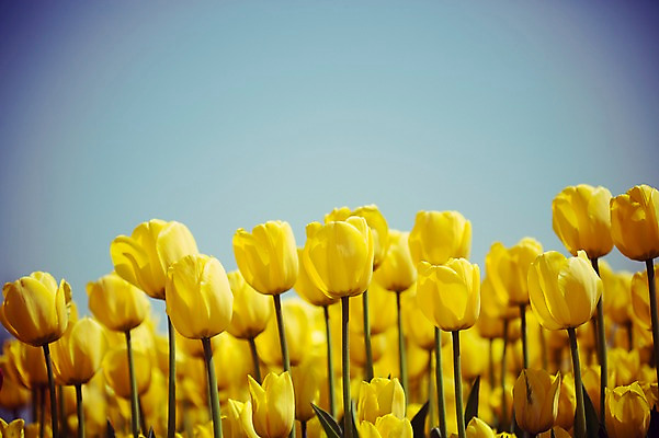 포토 JPG 주간 꽃밭 자연 사람없음 야외 노란색 튤립 태안 튤립축제 국내포토 자연요소 꽃 컬러 축제 충청남도 생태계 꽃축제 파일형식