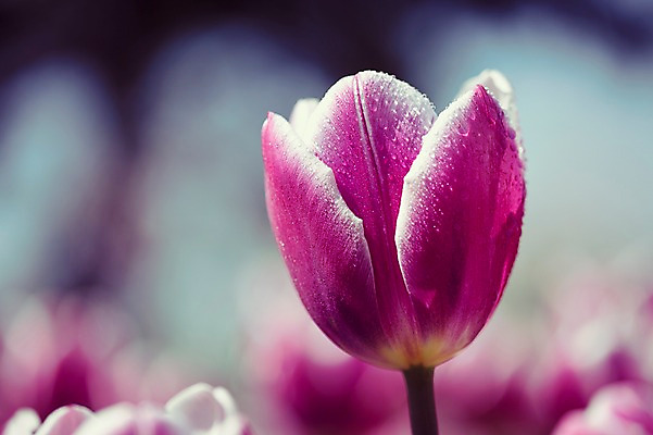 포토 JPG 주간 꽃밭 자연 사람없음 야외 아웃포커스 보라색 튤립 태안 튤립축제 국내포토 자연요소 꽃 컬러 촬영기법 축제 충청남도 생태계 꽃축제 파일형식