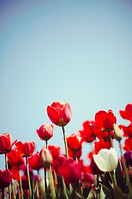 포토 JPG 주간 꽃밭 자연 사람없음 야외 빨간색 튤립 태안 튤립축제 국내포토 자연요소 꽃 컬러 축제 충청남도 생태계 꽃축제 파일형식