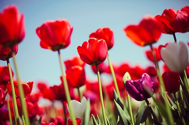 포토 JPG 주간 꽃밭 자연 사람없음 야외 빨간색 튤립 태안 튤립축제 국내포토 자연요소 꽃 컬러 축제 충청남도 생태계 꽃축제 파일형식