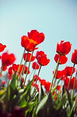 포토 JPG 주간 꽃밭 자연 사람없음 야외 빨간색 튤립 태안 튤립축제 국내포토 자연요소 꽃 컬러 축제 충청남도 생태계 꽃축제 파일형식