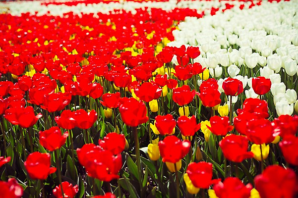 포토 JPG 주간 꽃밭 자연 사람없음 야외 빨간색 튤립 태안 튤립축제 국내포토 자연요소 꽃 컬러 축제 충청남도 생태계 꽃축제 파일형식