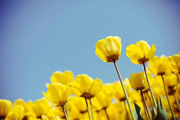 포토 JPG 주간 꽃밭 자연 사람없음 야외 노란색 튤립 태안 튤립축제 국내포토 자연요소 꽃 컬러 축제 충청남도 생태계 꽃축제 파일형식