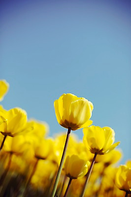 포토 JPG 주간 꽃밭 자연 사람없음 야외 노란색 튤립 태안 튤립축제 국내포토 자연요소 꽃 컬러 축제 충청남도 생태계 꽃축제 파일형식
