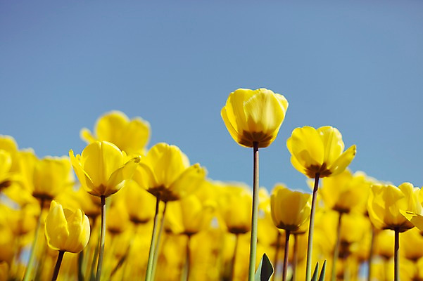 포토 JPG 주간 꽃밭 자연 사람없음 야외 노란색 튤립 태안 튤립축제 국내포토 자연요소 꽃 컬러 축제 충청남도 생태계 꽃축제 파일형식