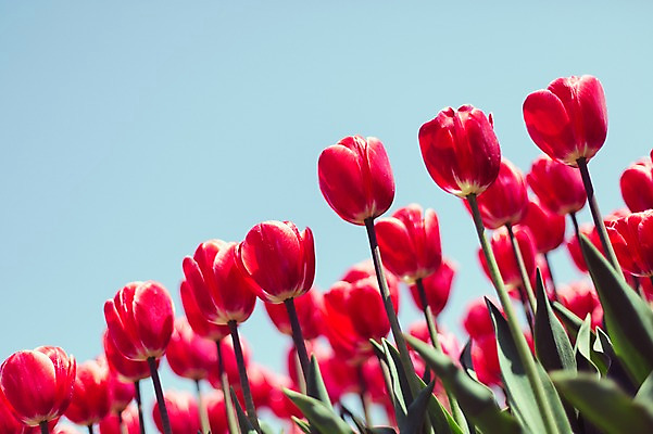 포토 JPG 주간 꽃밭 자연 사람없음 야외 빨간색 튤립 태안 튤립축제 국내포토 자연요소 꽃 컬러 축제 충청남도 생태계 꽃축제 파일형식