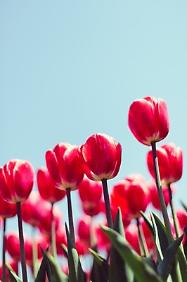 포토 JPG 주간 꽃밭 자연 사람없음 야외 튤립 태안 튤립축제 국내포토 자연요소 꽃 축제 충청남도 생태계 꽃축제 파일형식