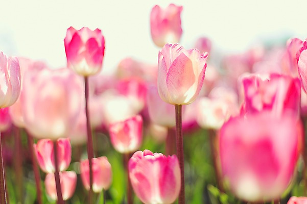 포토 JPG 주간 분홍색 꽃밭 자연 사람없음 야외 튤립 태안 튤립축제 국내포토 자연요소 꽃 컬러 축제 충청남도 생태계 꽃축제 파일형식