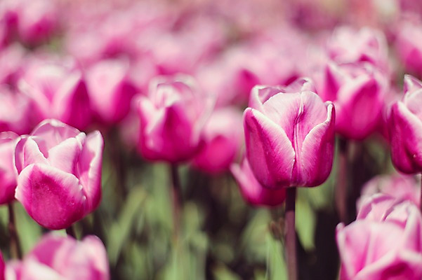 포토 JPG 주간 꽃밭 자연 사람없음 야외 보라색 튤립 태안 튤립축제 국내포토 자연요소 꽃 컬러 축제 충청남도 생태계 꽃축제 파일형식