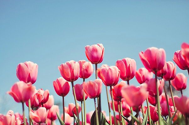 포토 JPG 주간 분홍색 꽃밭 자연 사람없음 야외 튤립 태안 튤립축제 국내포토 자연요소 꽃 컬러 축제 충청남도 생태계 꽃축제 파일형식