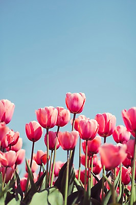 포토 JPG 주간 분홍색 꽃밭 자연 사람없음 야외 튤립 태안 튤립축제 국내포토 자연요소 꽃 컬러 축제 충청남도 생태계 꽃축제 파일형식