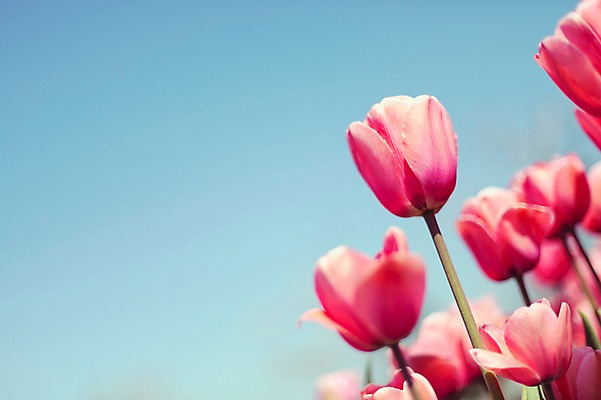 포토 JPG 주간 분홍색 꽃밭 자연 사람없음 야외 튤립 태안 튤립축제 국내포토 자연요소 꽃 컬러 축제 충청남도 생태계 꽃축제 파일형식