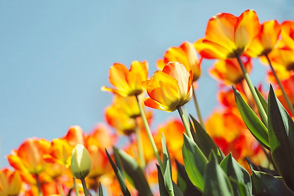 포토 JPG 주간 꽃밭 자연 사람없음 야외 튤립 태안 튤립축제 국내포토 자연요소 꽃 축제 충청남도 생태계 꽃축제 파일형식
