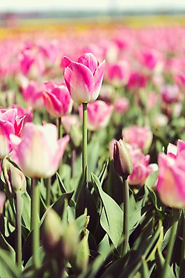 포토 JPG 주간 분홍색 꽃밭 자연 사람없음 야외 튤립 태안 국내포토 자연요소 꽃 컬러 충청남도 생태계 파일형식