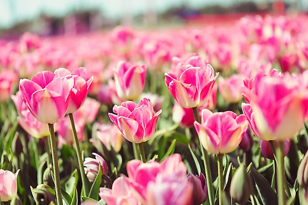포토 JPG 주간 분홍색 꽃밭 자연 사람없음 야외 튤립 태안 국내포토 자연요소 꽃 컬러 충청남도 생태계 파일형식