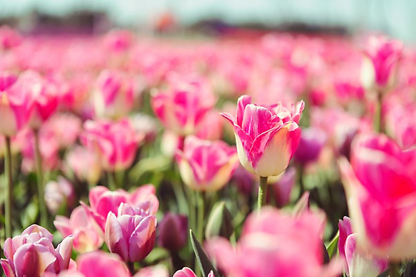 포토 JPG 주간 분홍색 꽃밭 자연 사람없음 야외 튤립 태안 국내포토 자연요소 꽃 컬러 충청남도 생태계 파일형식