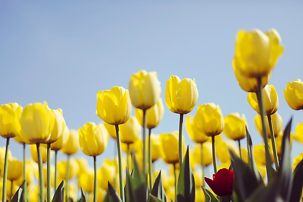 포토 JPG 주간 꽃밭 자연 사람없음 야외 노란색 튤립 태안 튤립축제 국내포토 자연요소 꽃 컬러 축제 충청남도 생태계 꽃축제 파일형식